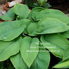 Collection image for: Giant Hostas