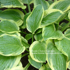 Collection image for: Fragrant Hostas