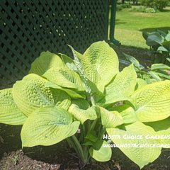 Collection image for: Hosta Choice Gardens Introductions