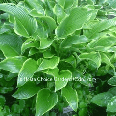 Abba Dabba Do Hosta (28"x60") - Hosta Choice Gardens - Becancour, QC