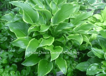 Abba Dabba Do Hosta (28"x60") - Hosta Choice Gardens - Becancour, QC