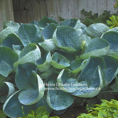 Image of Abiqua Drinking Gourd hosta, known for its unique, cup-shaped leaves. Hosta Choice Gardens - Becancour, QC