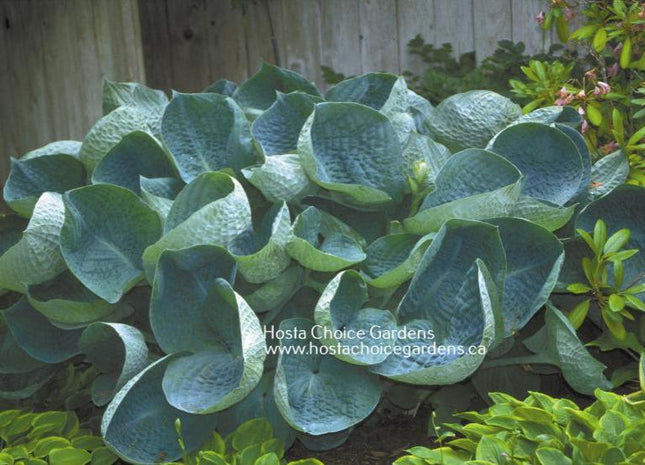 Image of Abiqua Drinking Gourd hosta, known for its unique, cup-shaped leaves. Hosta Choice Gardens - Becancour, QC