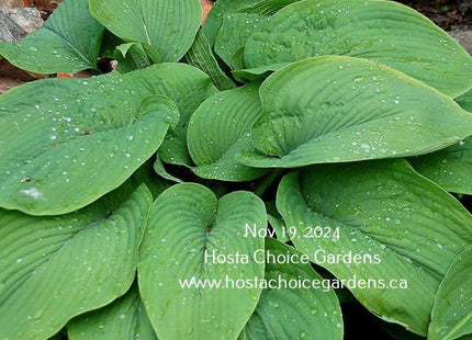 A mature Abiqua Elephant Ears hosta showing its large, elephant ear-like leaves at Hosta Choice Gardens - Becancour, QC