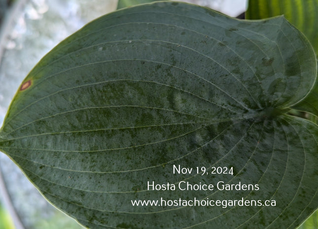 "Abundant Love Hosta with large green, puckered and slightly cupped leaves." Offered by Hosta Choice Gardens.