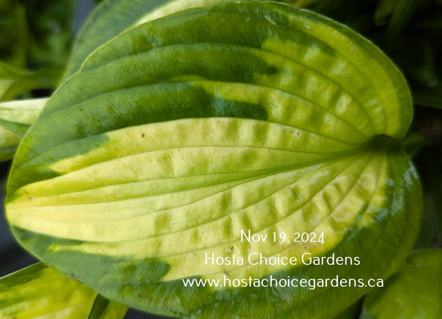 Hosta 'Adrian's Glory' displaying a beautiful leaf with a corrugated light yellow centre and a wide blue-green margin.