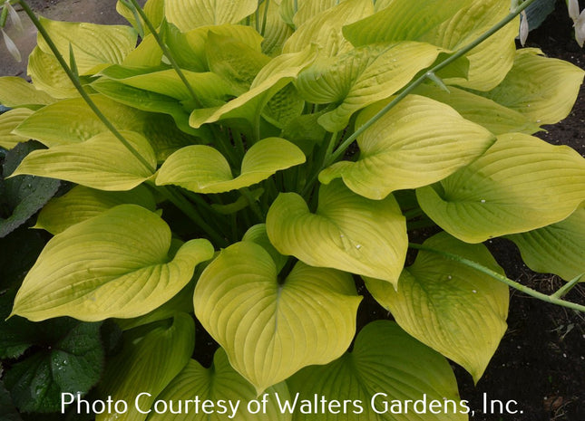 Hosta 'Age Of Gold' is a stunner with heart-shaped leaves and bright golden yellow colour. Offered by Hosta Choice Gardens.