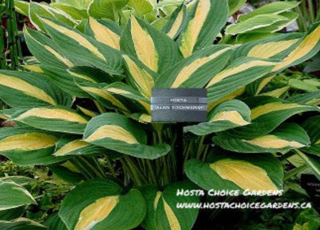 Mature mound of hosta Alan Titchmarsh displaying gold-centered leaves and a white and green margin at Hosta Choice Gardens.