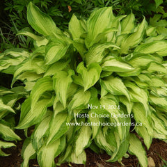 Hosta 'Allegan Fog' displaying medio-variegated leaves that have a misty appearance all season long. Offered by Hosta Choice.