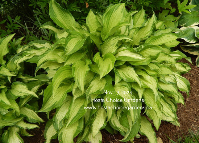 Hosta 'Allegan Fog' displaying medio-variegated leaves that have a misty appearance all season long. Offered by Hosta Choice.