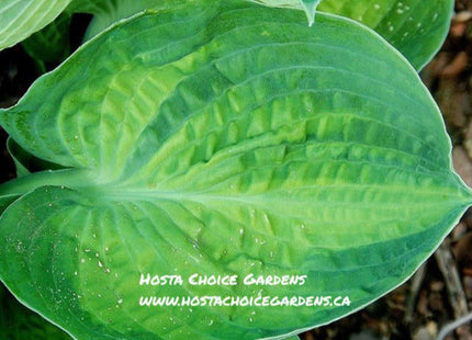 Picture of a Hosta 'Alligator Alley' leaf featuring a wide blue-green margin and a yellow centre. Nicely puckered.