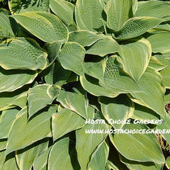 Hosta 'Alligator Shoes' a wonderful Benedict introduction with frosty blue-green centres and an off-white to white margin.