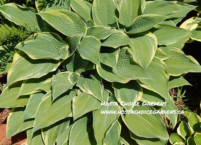 Hosta 'Alligator Shoes' a wonderful Benedict introduction with frosty blue-green centres and an off-white to white margin.