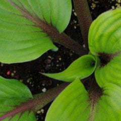 Hosta 'Almost' displays a shiny green leaf with dark red petioles. Offered by Hosta Choice Gardens