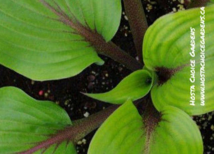 Hosta 'Almost' displays a shiny green leaf with dark red petioles. Offered by Hosta Choice Gardens