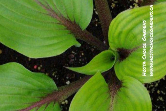 Hosta 'Almost' displays a shiny green leaf with dark red petioles. Offered by Hosta Choice Gardens