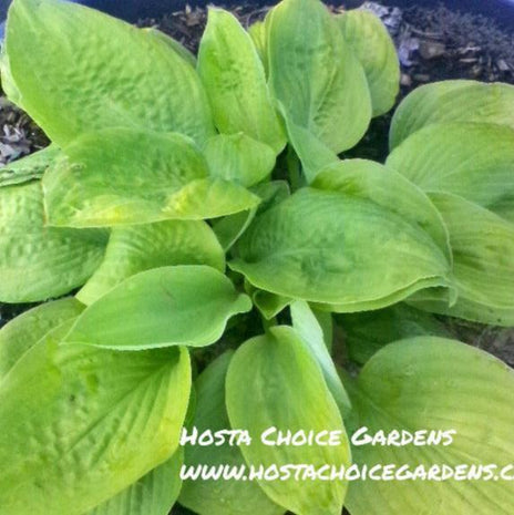 Hosta 'American Prayers.' Medium sized hosta with corrugated yellow leaves. Offered by Hosta Choice Gardens - Becancour, QC