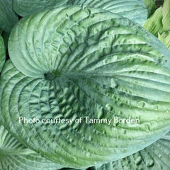 Hosta 'Amos' shows nearly round puckered blue-green leaves. Offered by Hosta Choice Gardens (Becancour, Quebec)