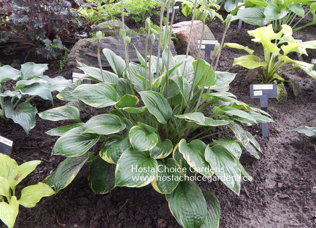 Anglo Saxon (16"x36") - Hosta Choice Gardens - Becancour, QC