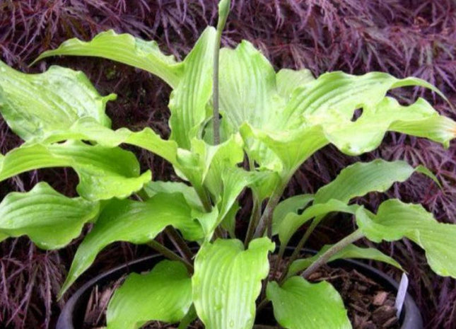 Annabel Lee (18"x36") - Hosta Choice Gardens - Becancour, QC