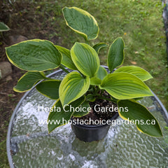 Appalachian Beauty (24"x50") - Hosta Choice Gardens - Becancour, QC