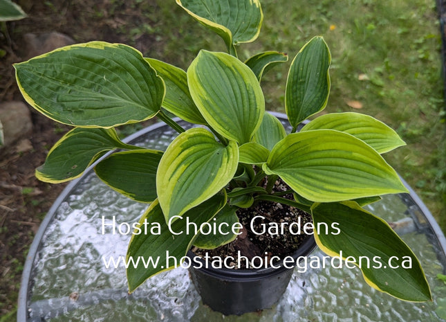 Appalachian Beauty (24"x50") - Hosta Choice Gardens - Becancour, QC