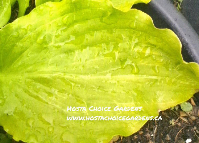 Apple Pie (20"x45") - Hosta Choice Gardens - Becancour, QC