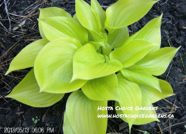 Appletini (6"x14") - Hosta Choice Gardens - Becancour, QC