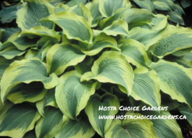 Atlantis (24"x60") PP17,093 - Hosta Choice Gardens - Becancour, QC