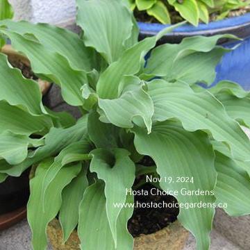 Atomic Elvis (15"x28") - Hosta Choice Gardens - Becancour, QC