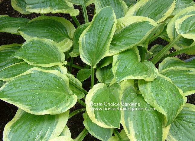 Austin Dickinson (17"x34) - Hosta Choice Gardens - Becancour, QC