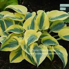 Autumn Frost (12"x24") PP23,224 Proven Winners - Hosta Choice Gardens - Becancour, QC