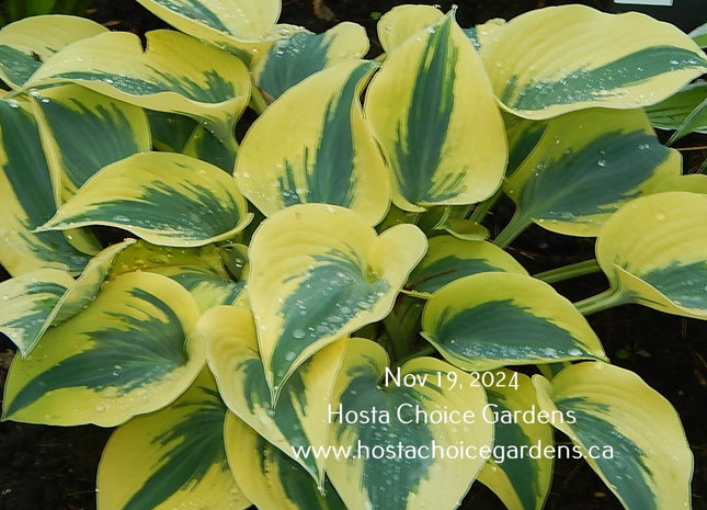 Autumn Frost (12"x24") PP23,224 Proven Winners - Hosta Choice Gardens - Becancour, QC