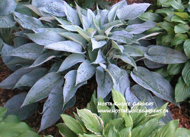 Awakening Angel (18"x60") - Hosta Choice Gardens - Becancour, QC