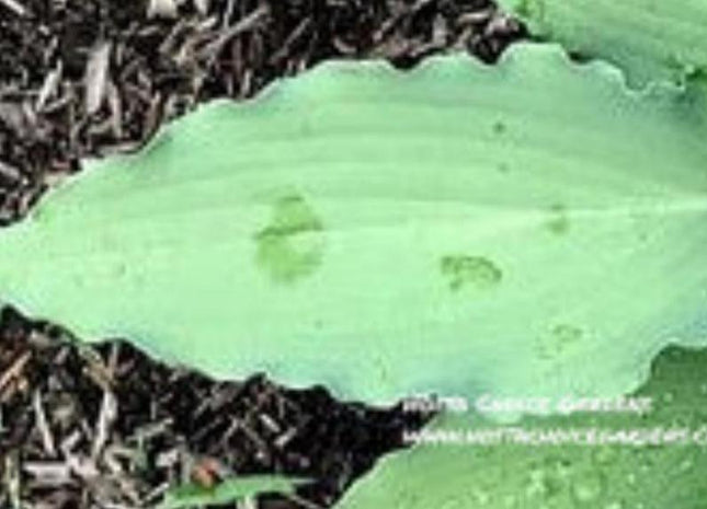 Azure Frills (16"x30") - Hosta Choice Gardens - Becancour, QC