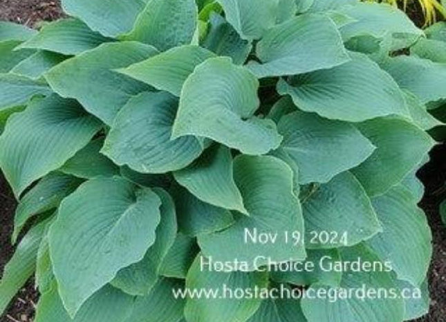 Barbara May (13"x35") - Hosta Choice Gardens - Becancour, QC