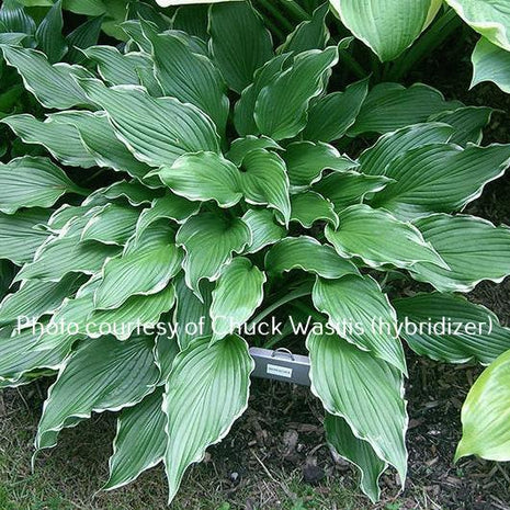 Barracuda (12"x28") - Hosta Choice Gardens - Becancour, QC