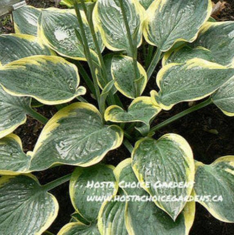 Battle Star (14"x32") - Hosta Choice Gardens - Becancour, QC