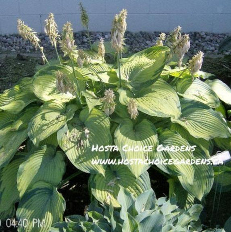 Beckoning (24"x49") PP18,371 - Hosta Choice Gardens - Becancour, QC