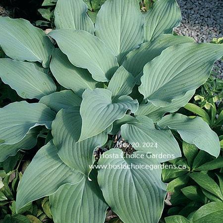 Becky's Choice (16"x29") - Hosta Choice Gardens - Becancour, QC