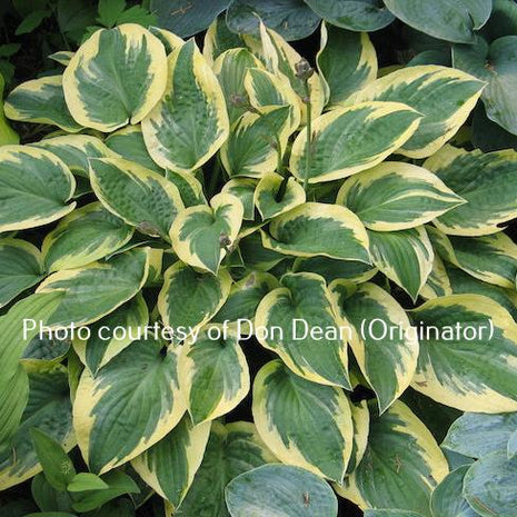 Bedazzled (9"x21") - Hosta Choice Gardens - Becancour, QC