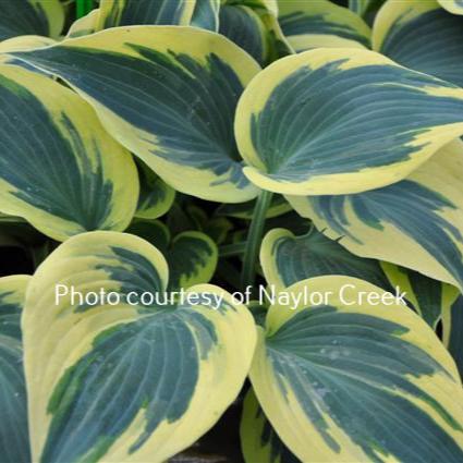 Ben Vernooij (16"x24") - Hosta Choice Gardens - Becancour, QC