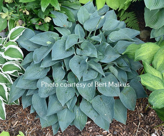 Benedict Blue Eyes (11"x20") - Hosta Choice Gardens - Becancour, QC