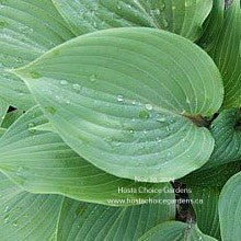 Best Of Twenty (11"x25") - Hosta Choice Gardens - Becancour, QC