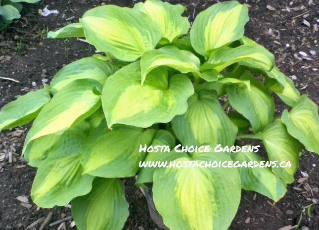 Beyond Glory (16"X49")`PP28,784 - Hosta Choice Gardens - Becancour, QC