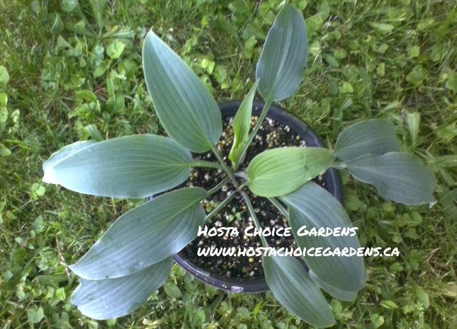 Biddy's Blue (11"x23") - Hosta Choice Gardens - Becancour, QC