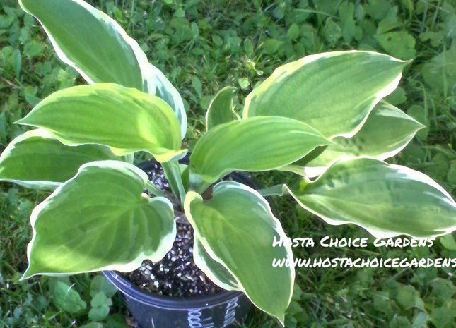 Blazing Saddles (18"x48") - Hosta Choice Gardens - Becancour, QC