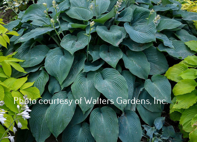 Blue Angel (32"x70") - Hosta Choice Gardens - Becancour, QC