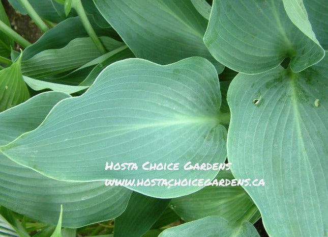 Blue Arrow (16"x46") - Hosta Choice Gardens - Becancour, QC