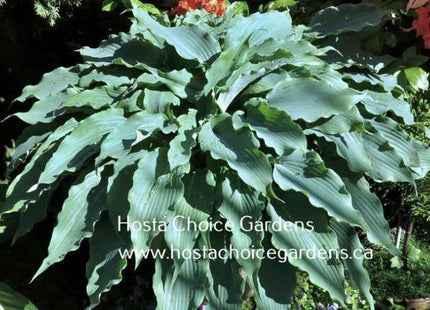 Blue Cascade (15"H) - Hosta Choice Gardens - Becancour, QC